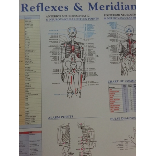 Applied Kinesiology Wall Chart